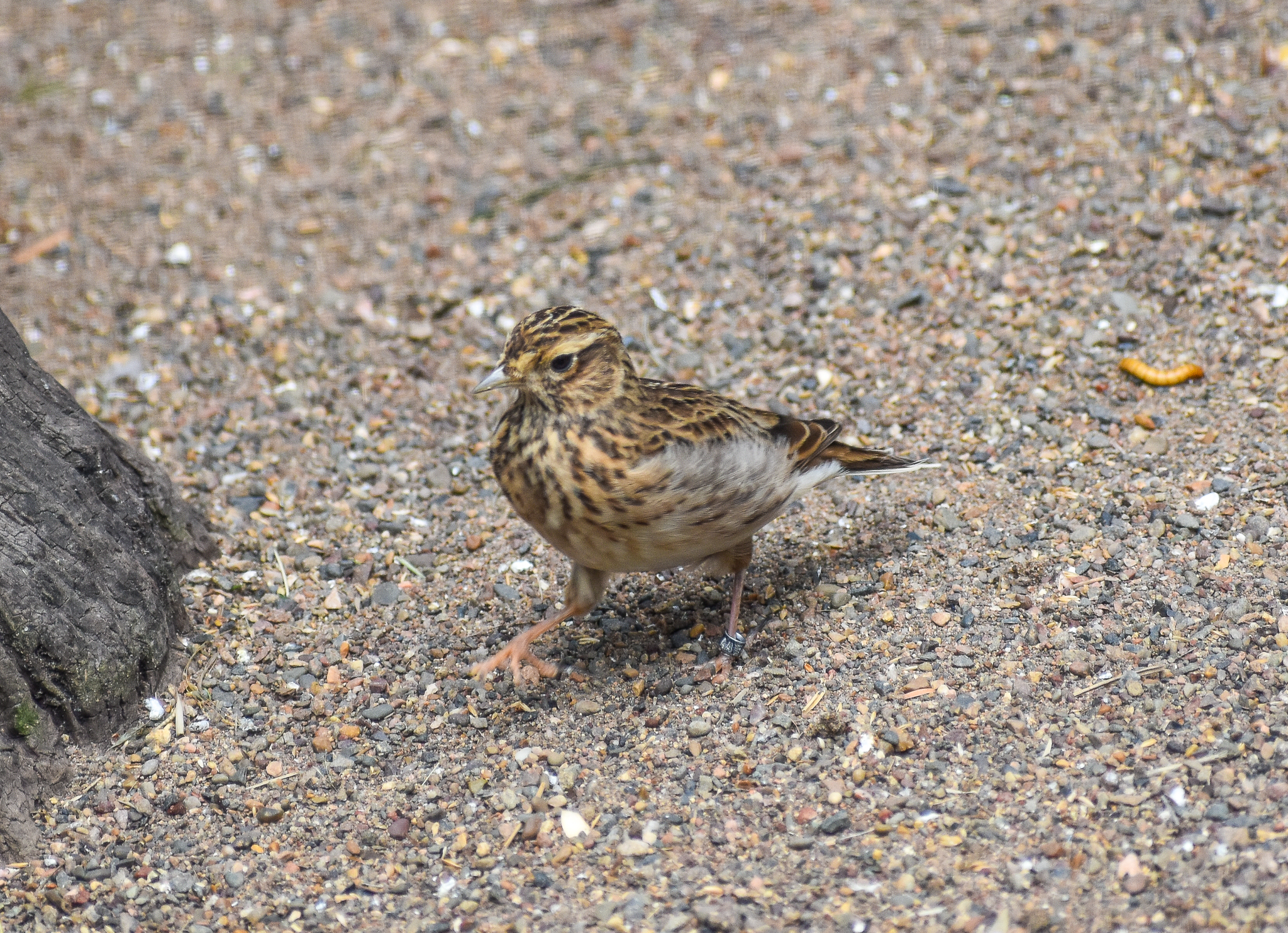 Eurasian Skylark