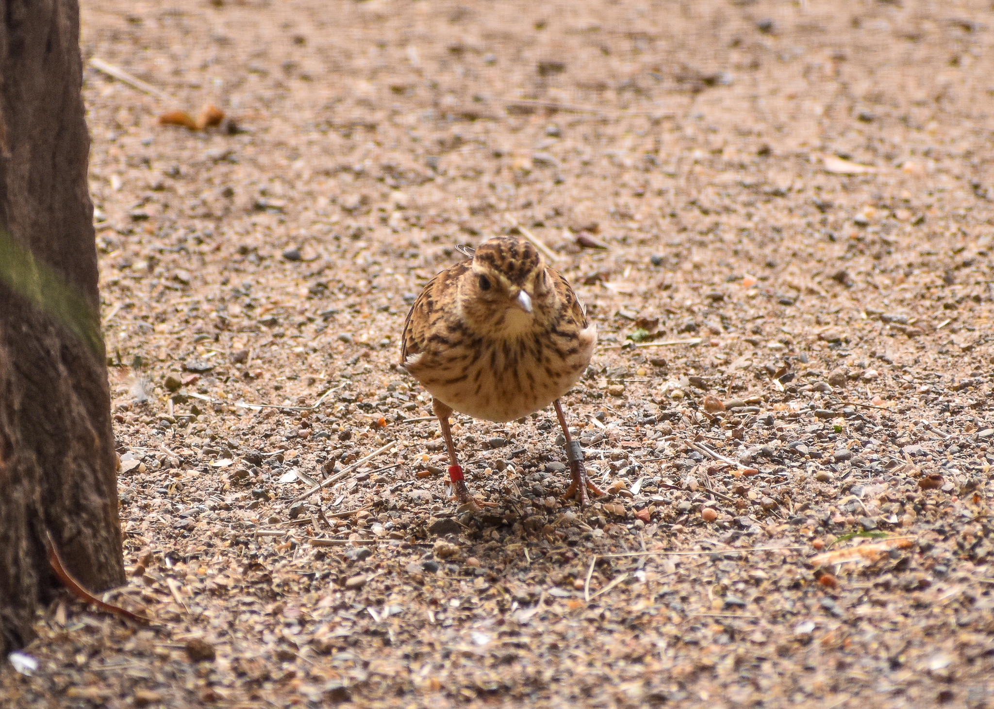 Eurasian Skylark