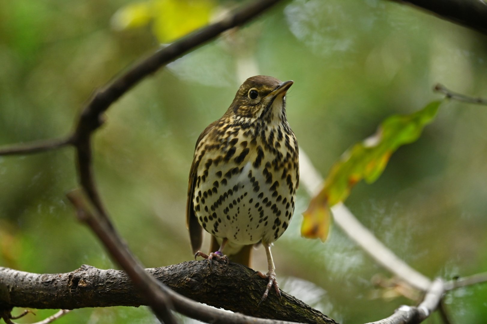 Eurasian Song thrush Turdus philomelos