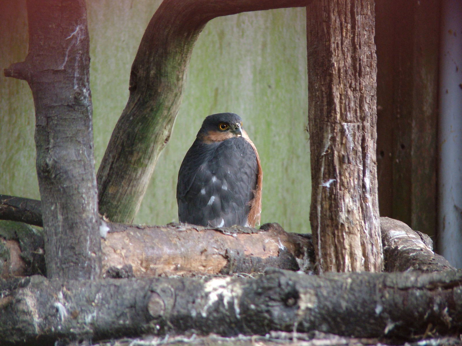 Eurasian Sparrowhawk at Cotswold Falconry 05/03/11