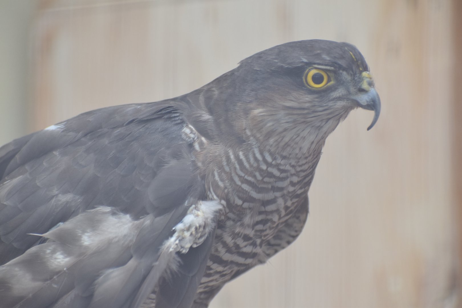 Eurasian sparrowhawk - paraZOO Vlašim