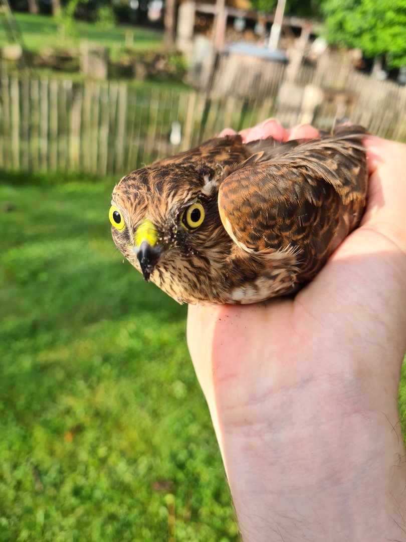 Eurasian sparrowhawk