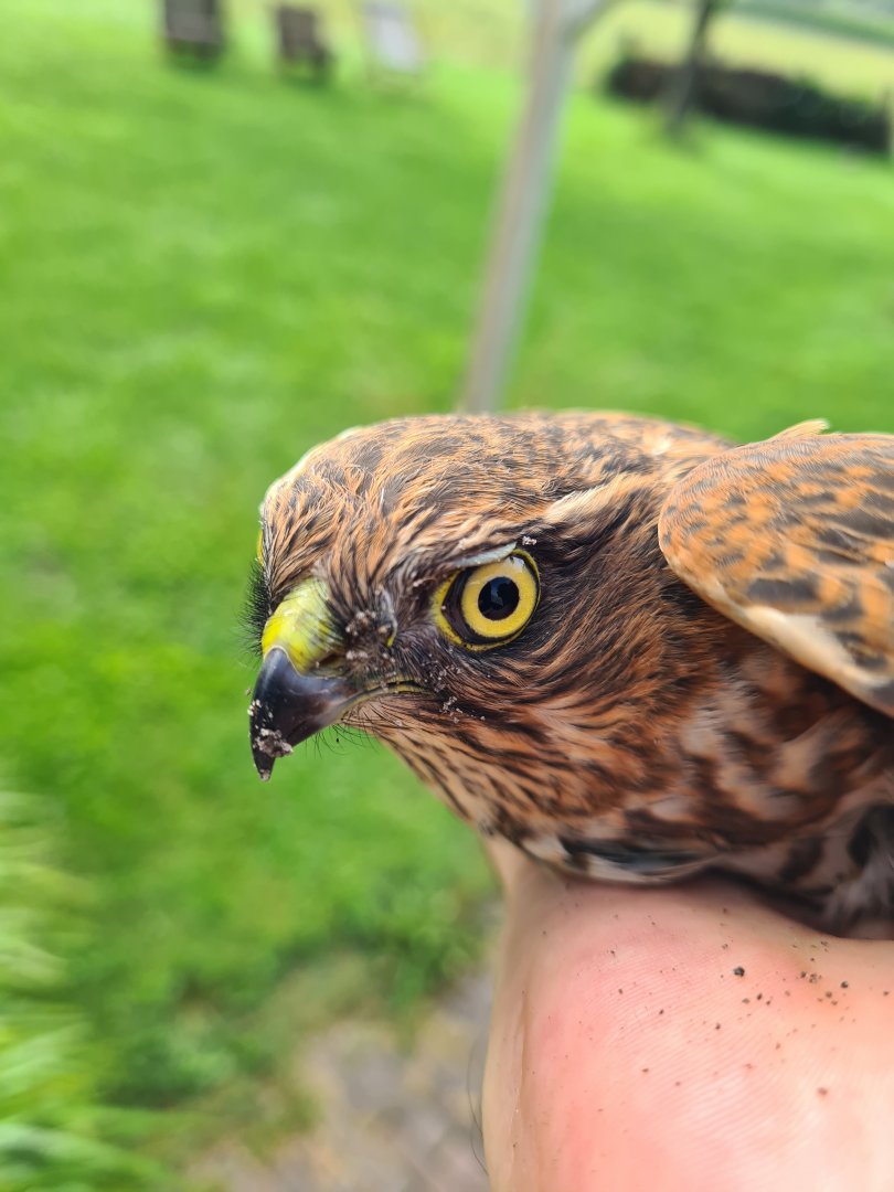 Eurasian sparrowhawk