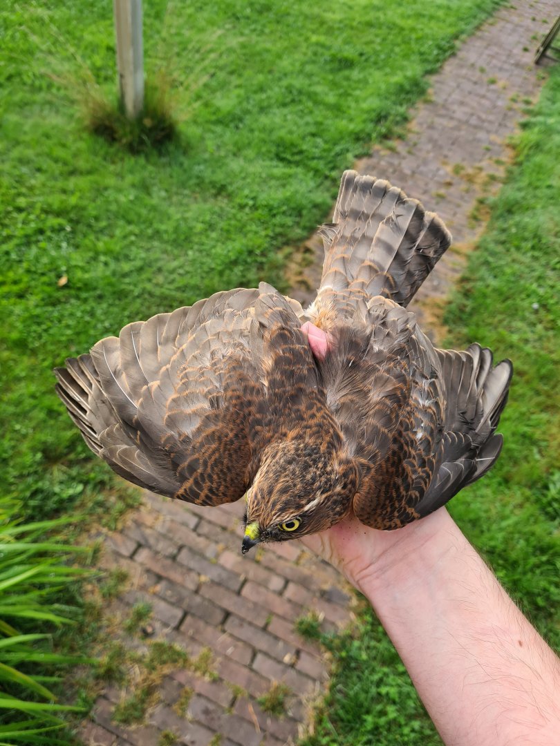 Eurasian sparrowhawk