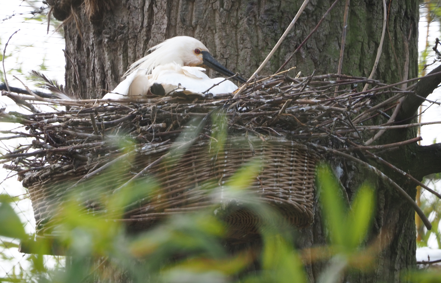 Eurasian spoon (Platalea leucorodia) on nest, 2021-04-20