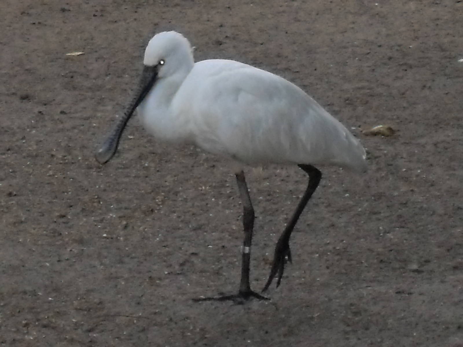 eurasian spoonbill 030910