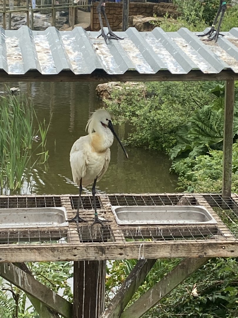 Eurasian spoonbill 050625