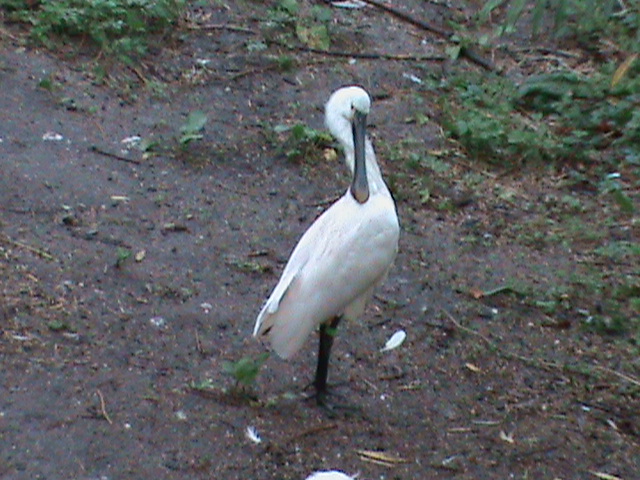 Eurasian spoonbill 061110