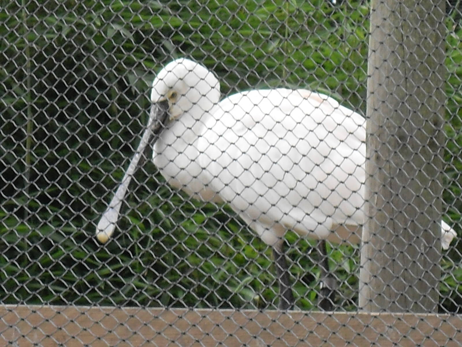 eurasian spoonbill 07/10