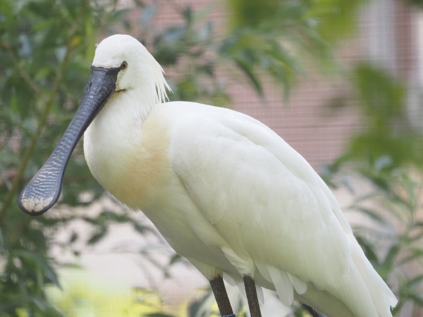 Eurasian Spoonbill 1