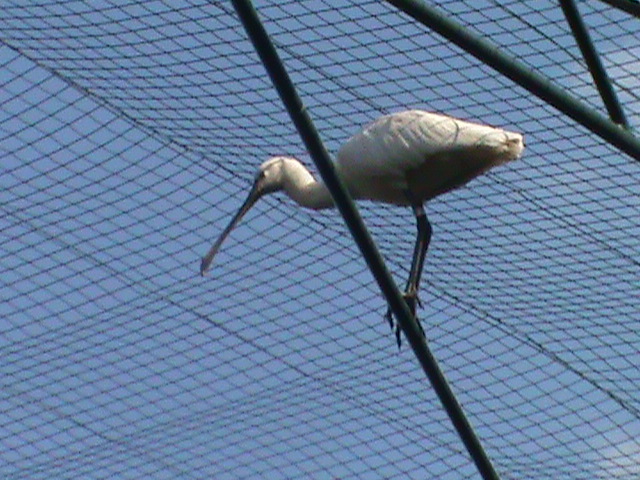 eurasian spoonbill 160911