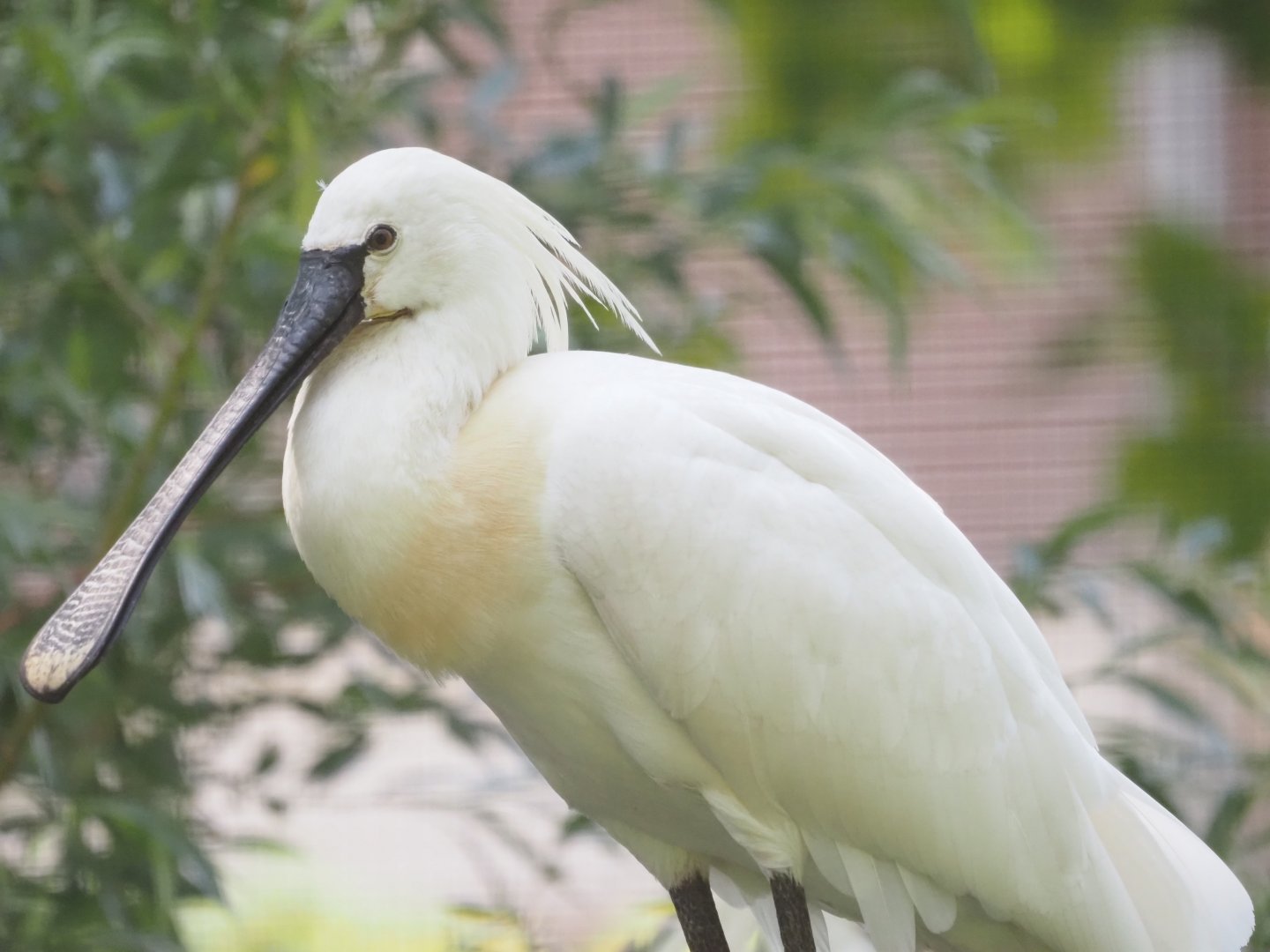 Eurasian Spoonbill 2
