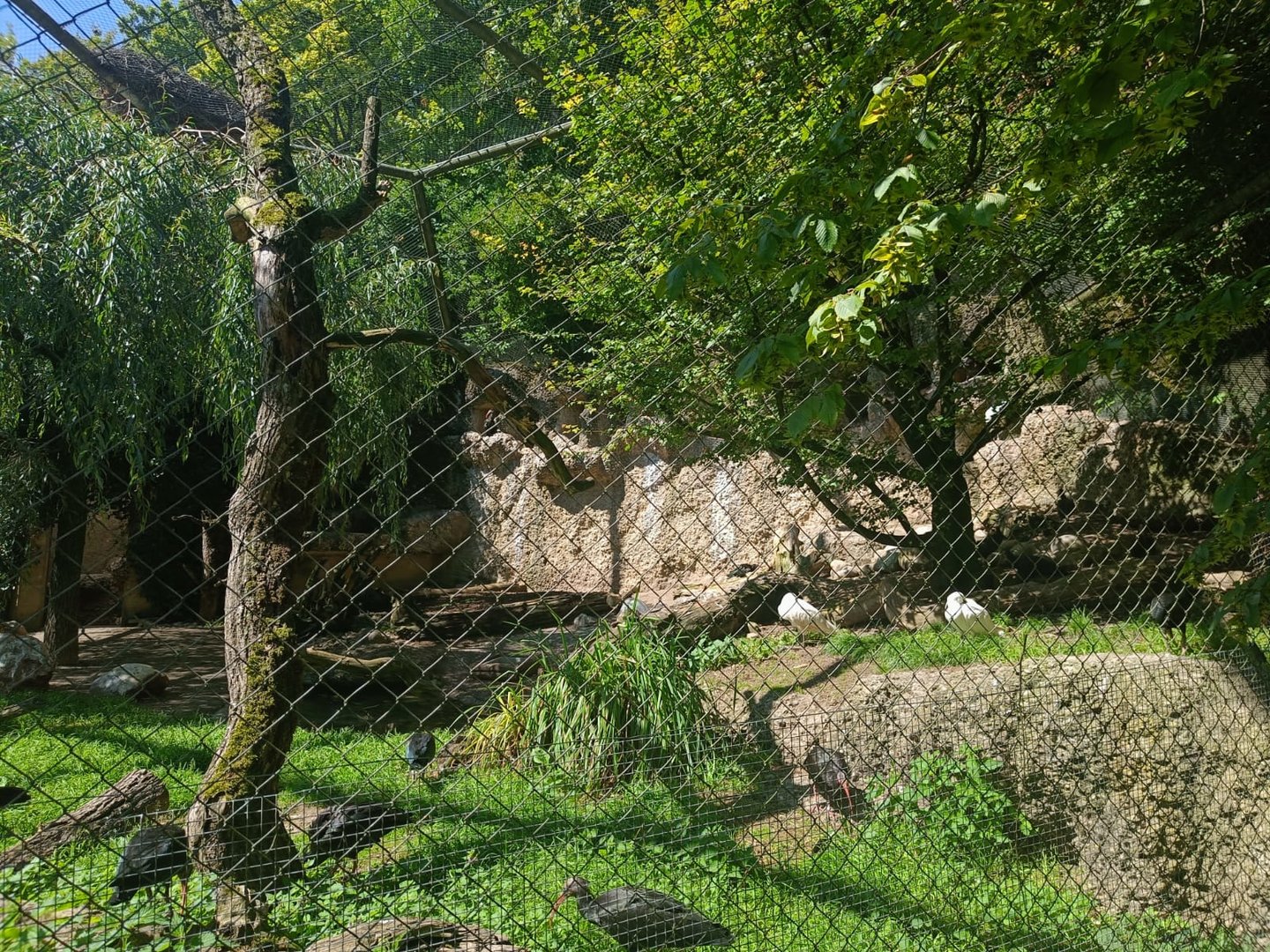 Eurasian Spoonbill and Northern Bald Ibis aviary