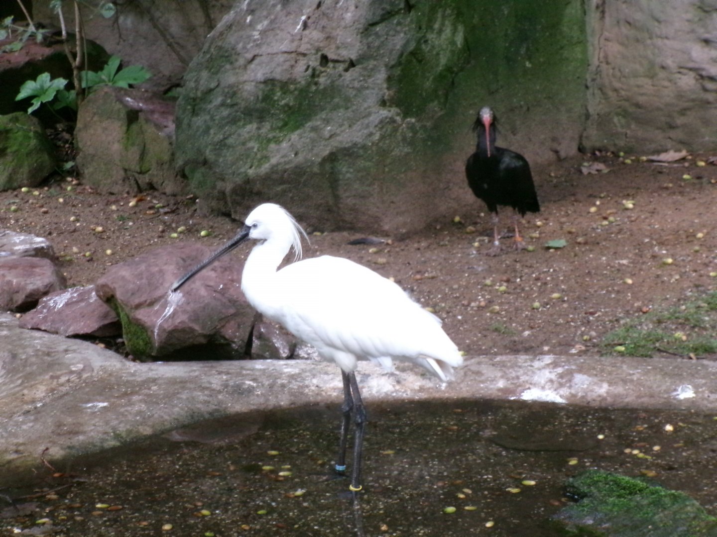 Eurasian spoonbill and Northern bald ibis