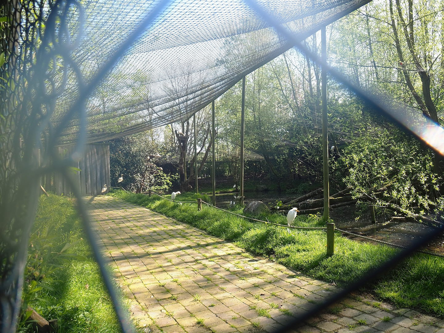 Eurasian spoonbill and Western cattle egret aviary, 2023-04-30