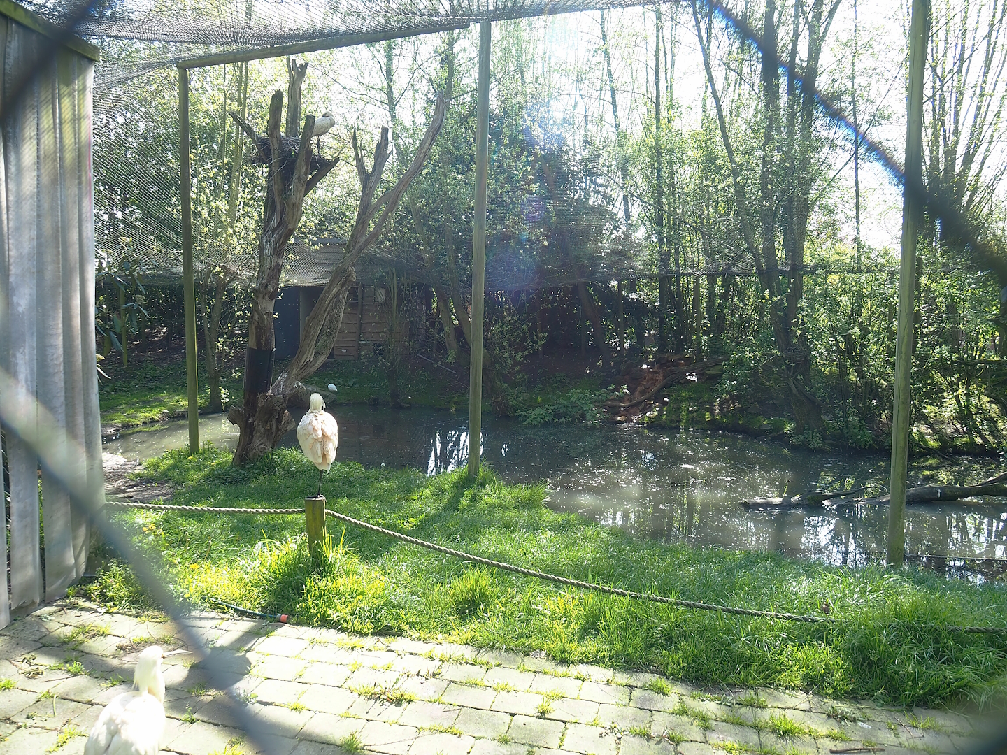 Eurasian spoonbill and Western cattle egret aviary, 2023-04-30