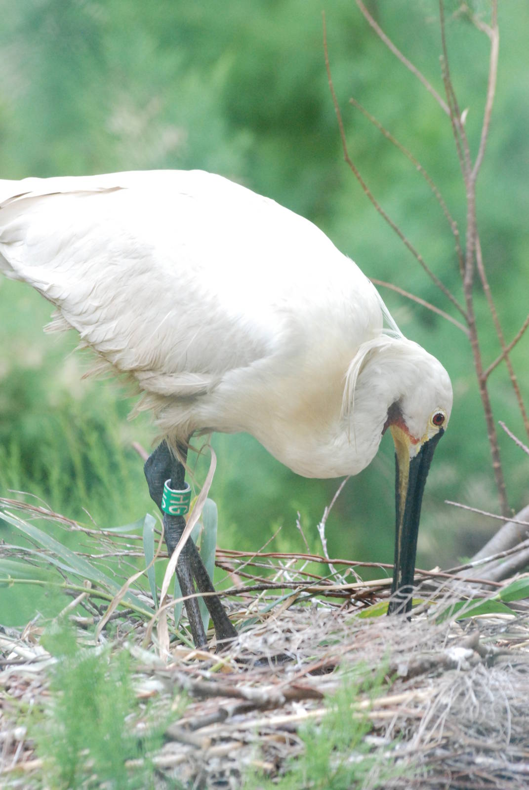 Eurasian Spoonbill at Barcelona, 30/05/11