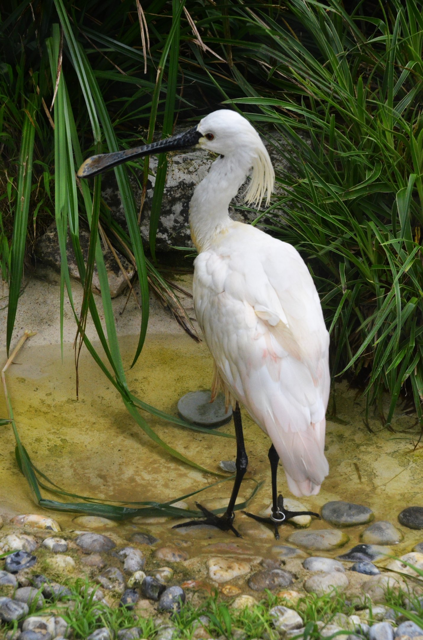 Eurasian Spoonbill at Clères, 16/06/18