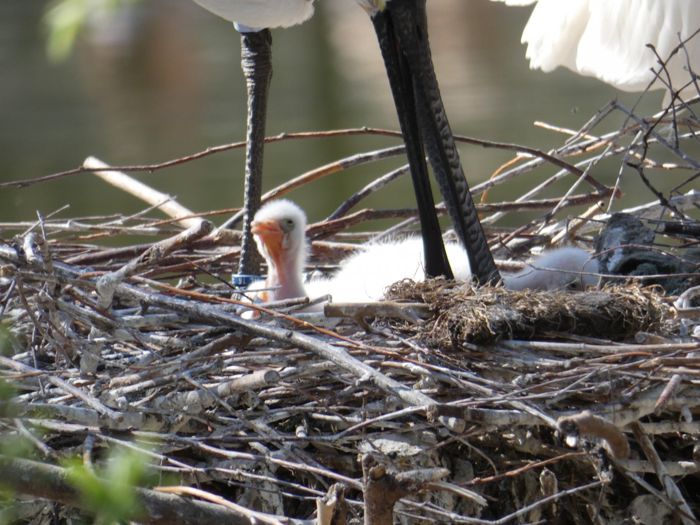 Eurasian Spoonbill chick