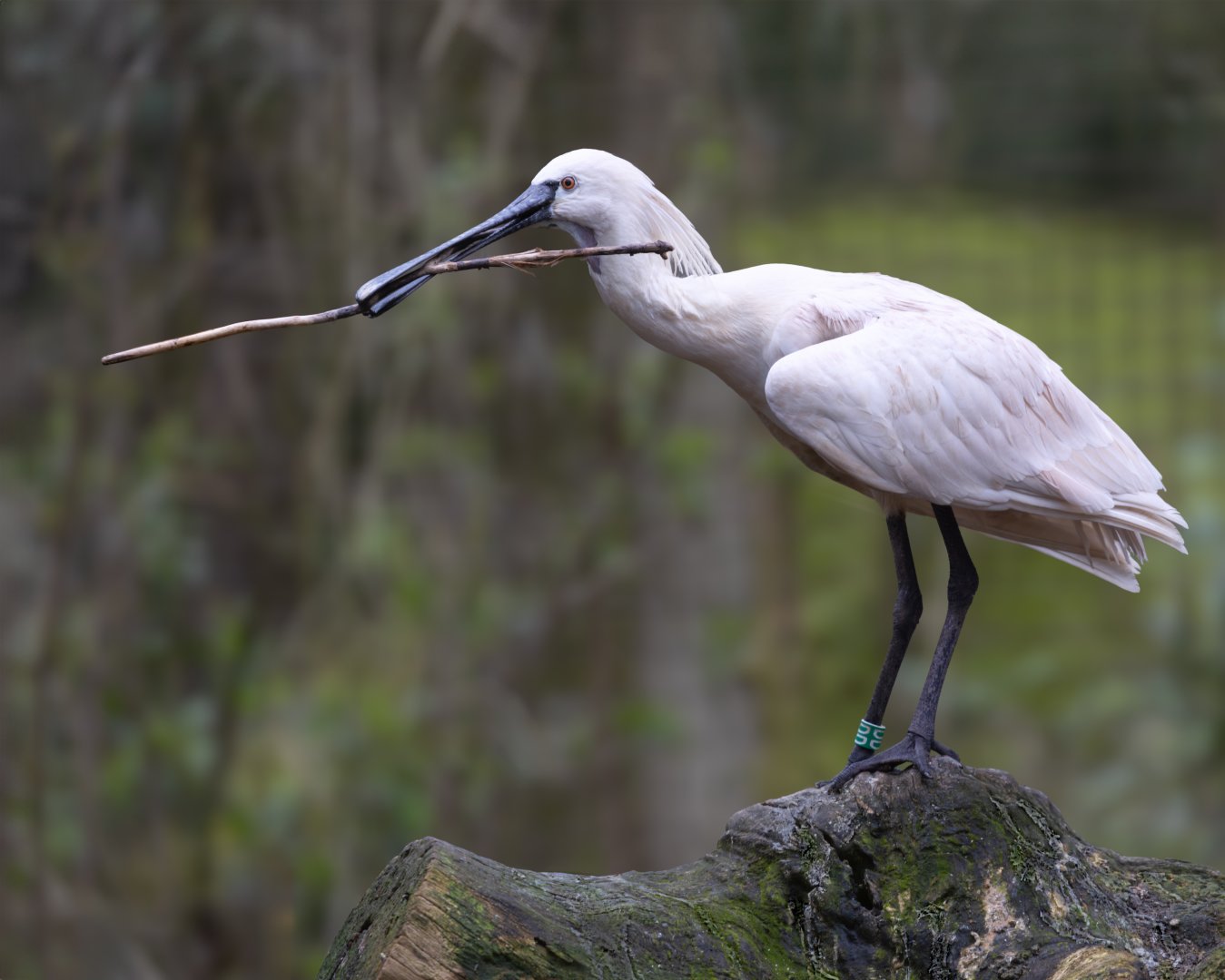 Eurasian Spoonbill / Cotswold Wildlife Park / 5-4-23