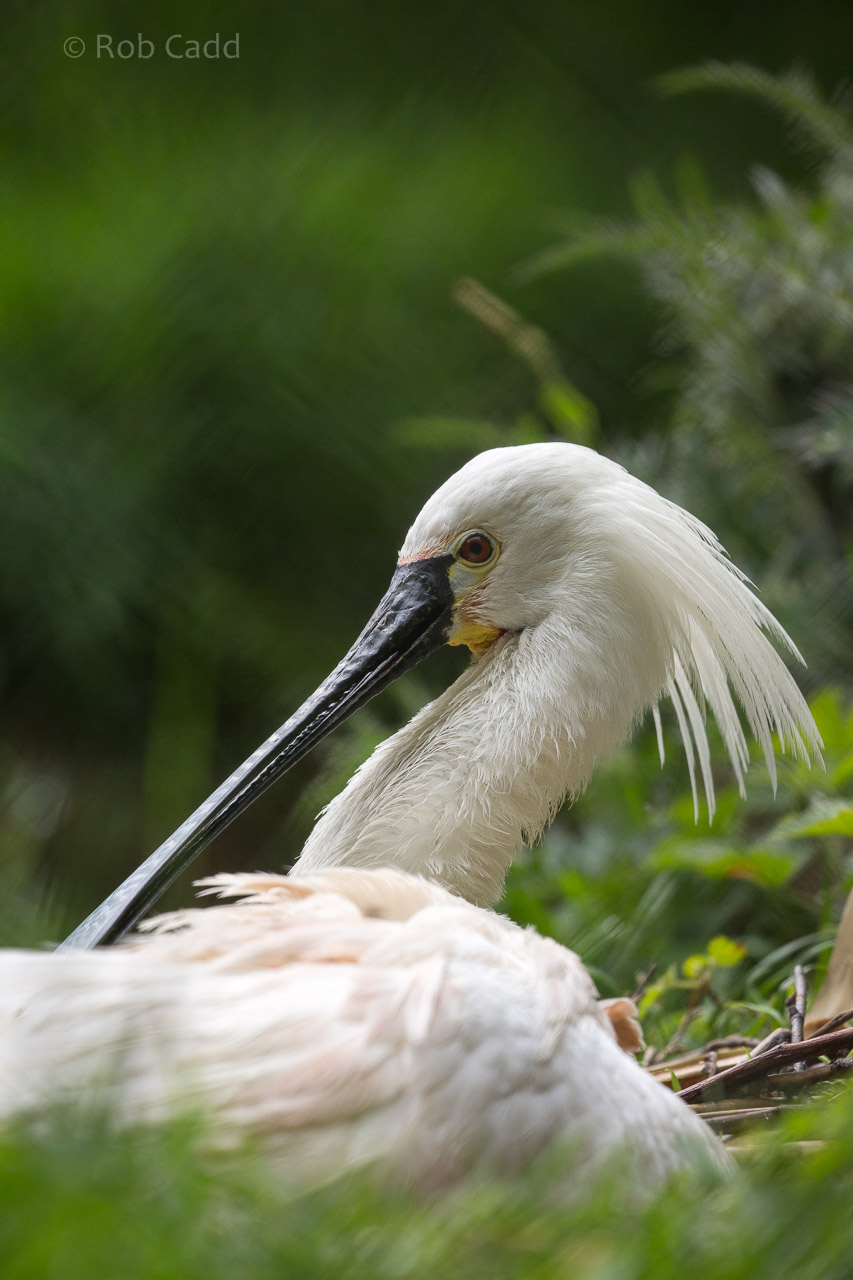 Eurasian spoonbill : Exmoor Zoo : 22 May 2015