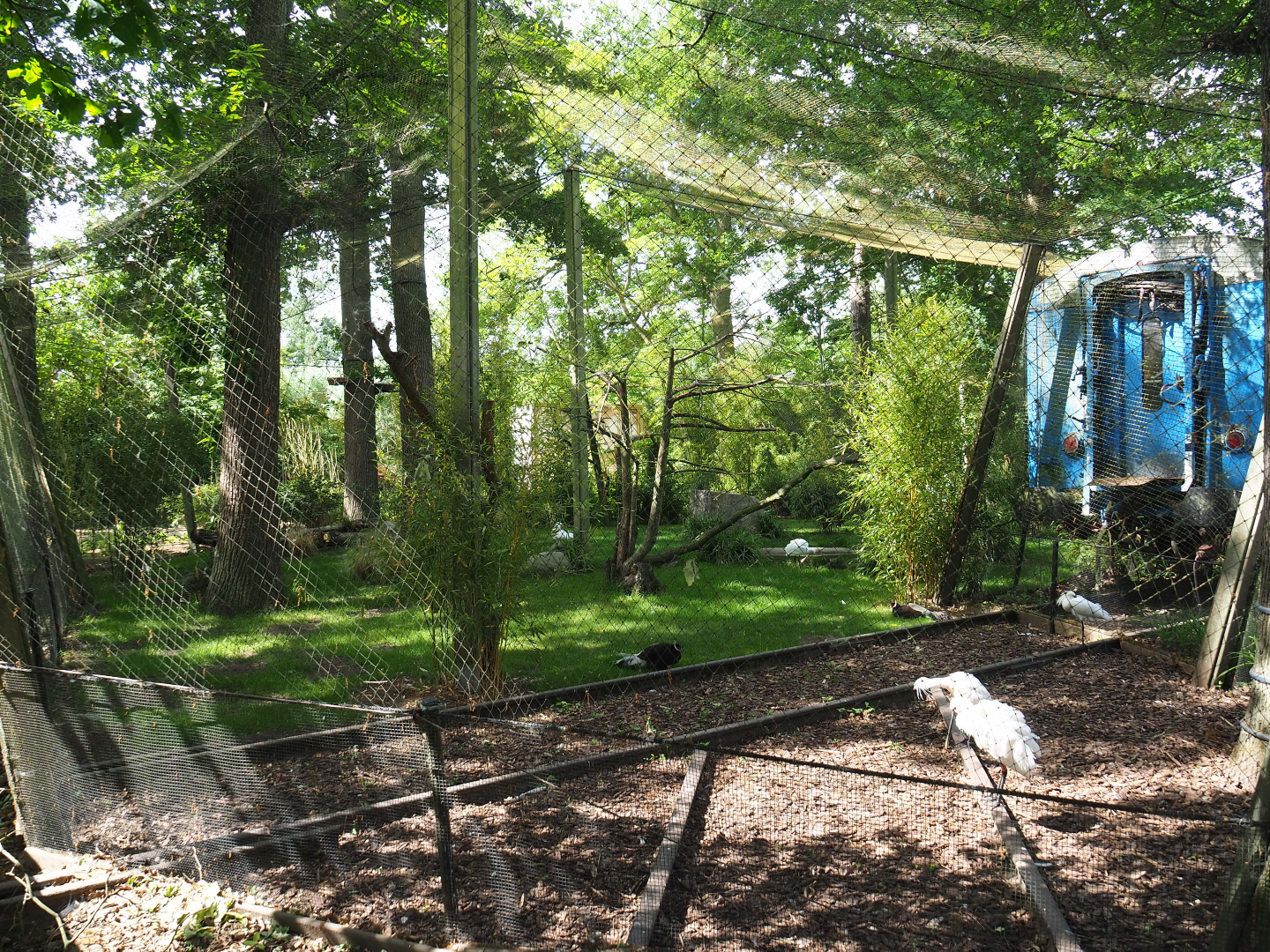 Eurasian spoonbill, Little egret, Brown-eared pheasant and Red-billed blue magpie aviary, 2020-05-23