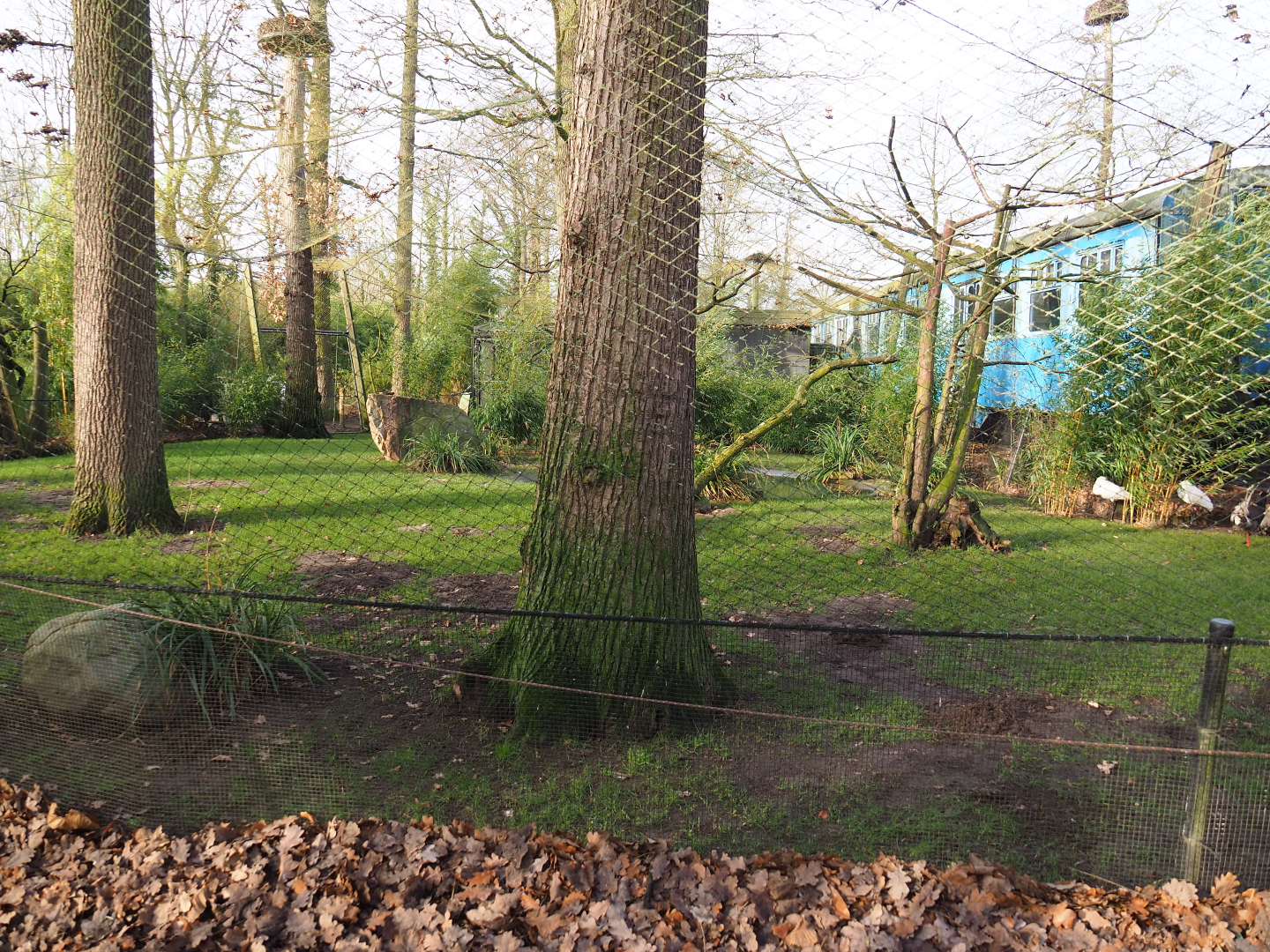 Eurasian spoonbill, Little egret, Brown eared pheasant, Demoiselle crane and Red-billed blue magpie aviary, 2020-01-11