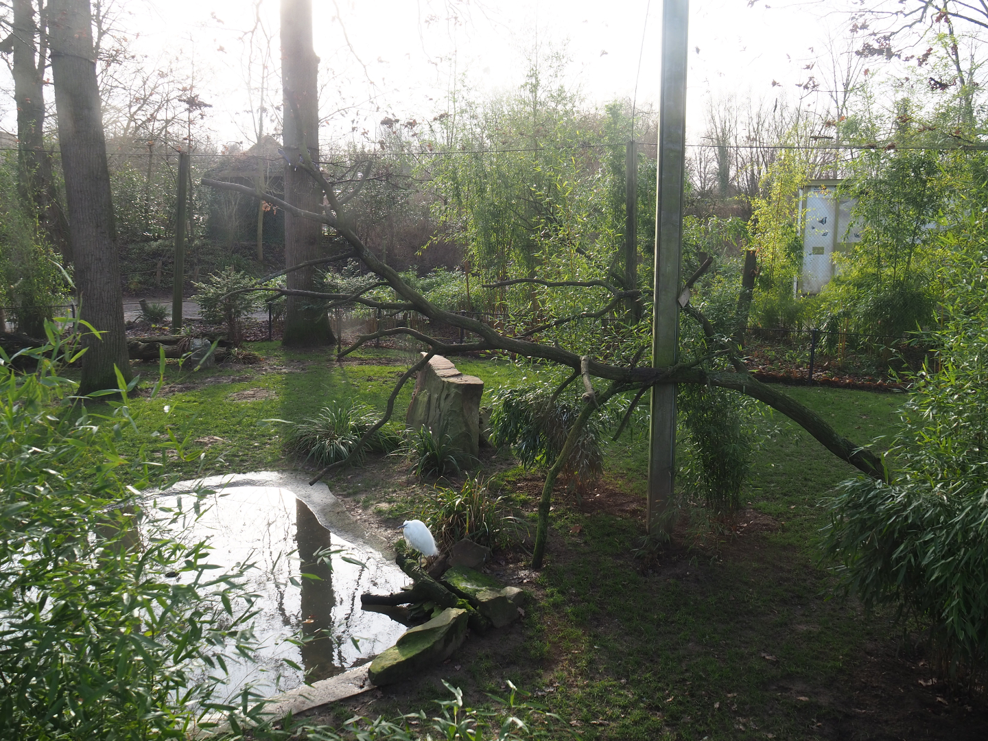 Eurasian spoonbill, Little egret, Brown eared pheasant, Demoiselle crane and Red-billed blue magpie aviary, 2020-01-11