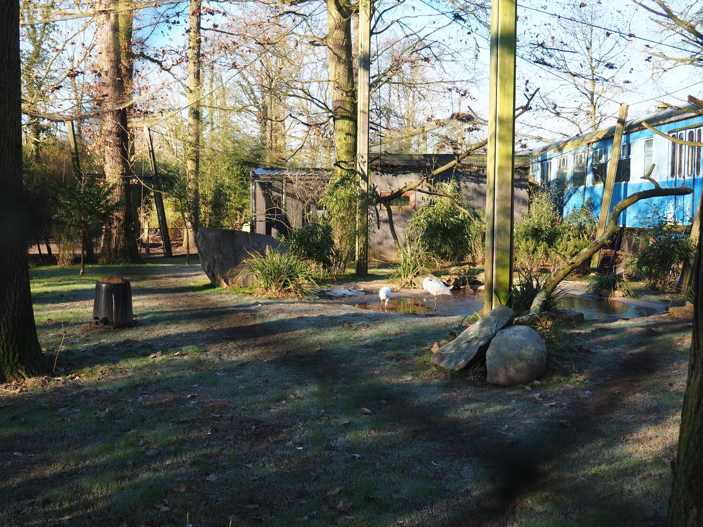 Eurasian spoonbill - Little egret - Red-billed blue magpie (Jan 20th, 2019)