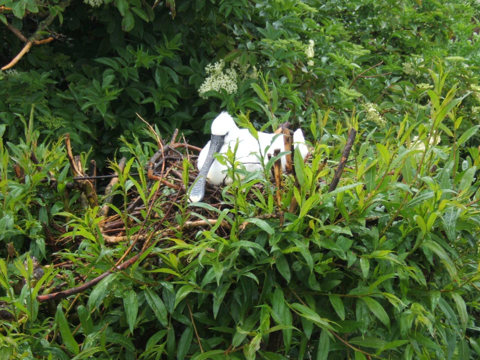 Eurasian Spoonbill on nest