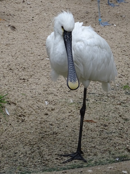 Eurasian Spoonbill (Platalea leucorodia) (07/22)