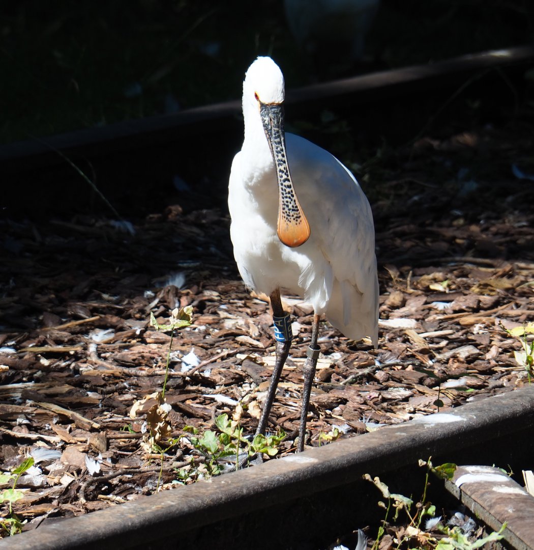 Eurasian spoonbill (Platalea leucorodia), 2019-07-23