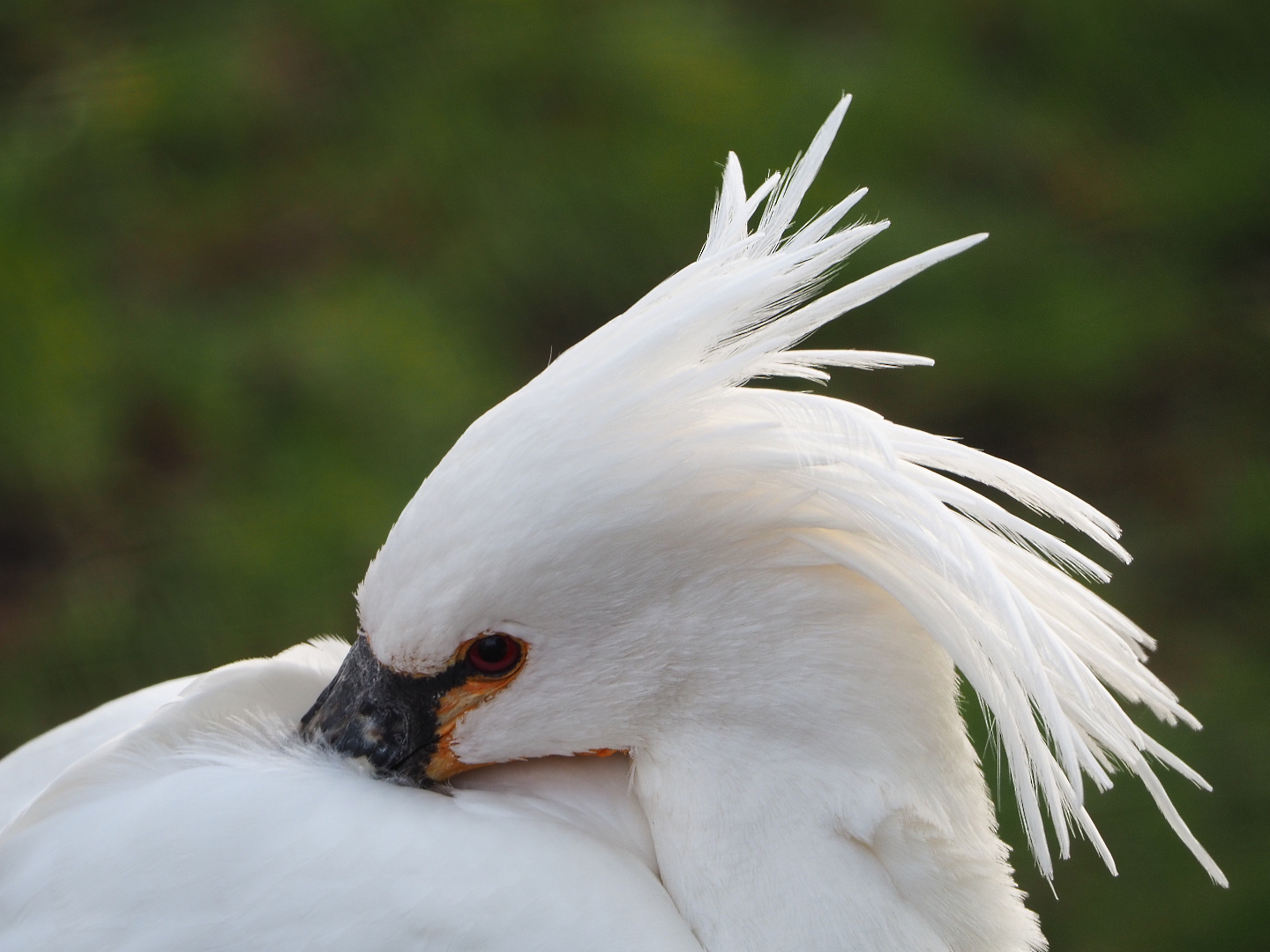Eurasian Spoonbill (Platalea leucorodia), 2020-01-11