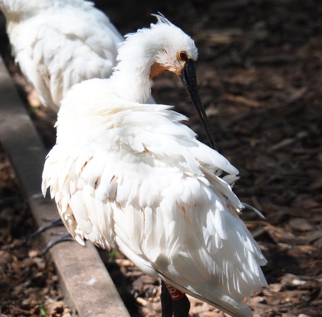 Eurasian spoonbill (Platalea leucorodia), 2020-05-23