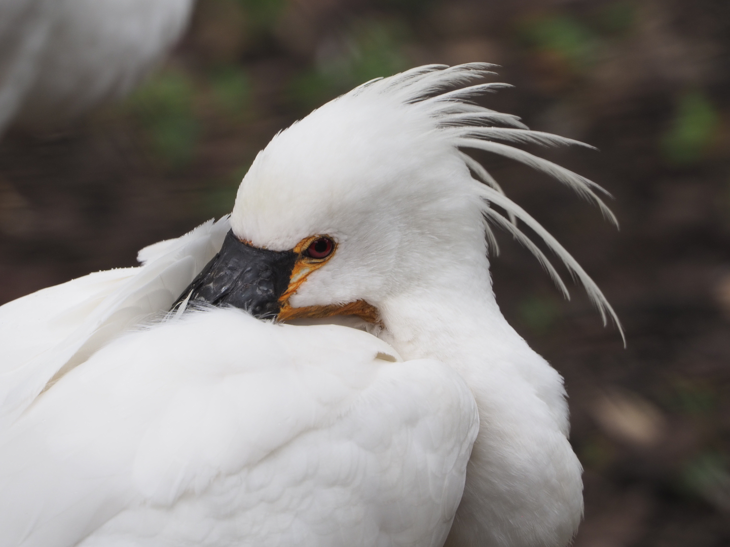 Eurasian spoonbill (Platalea leucorodia), 2020-07-14