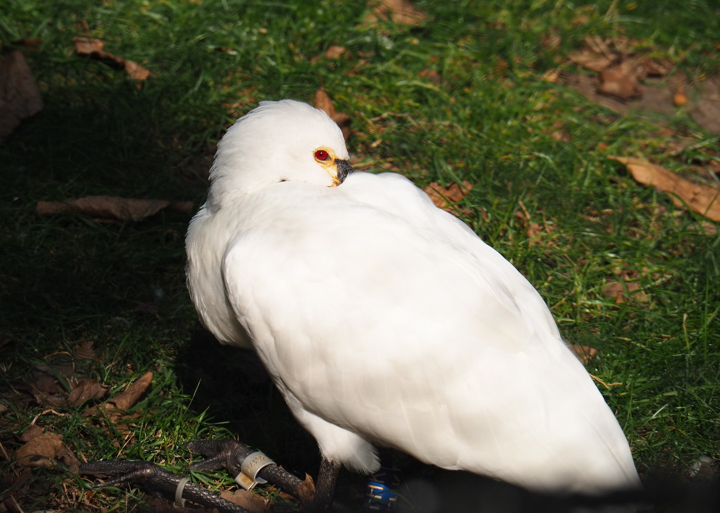 Eurasian Spoonbill (Platalea leucorodia), 2020-09-16