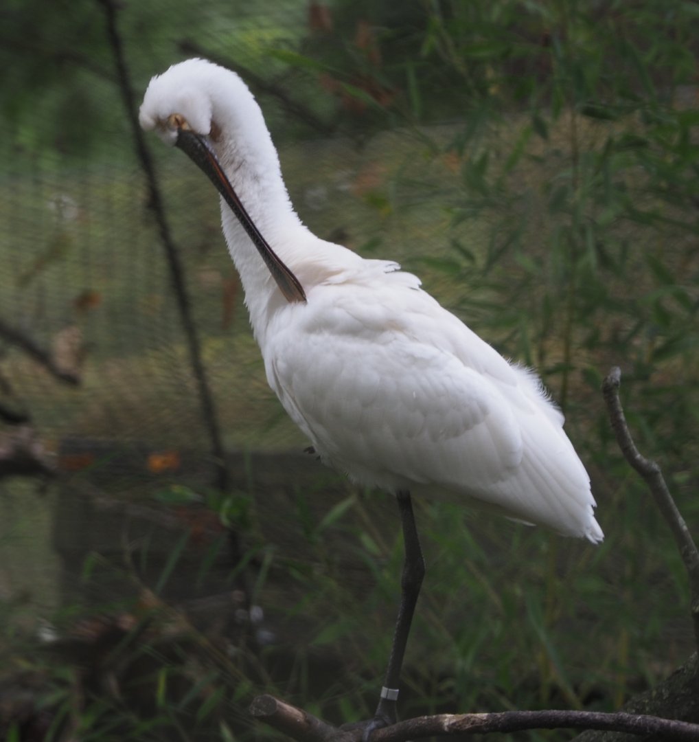 Eurasian spoonbill (Platalea leucorodia), 2020-10-19