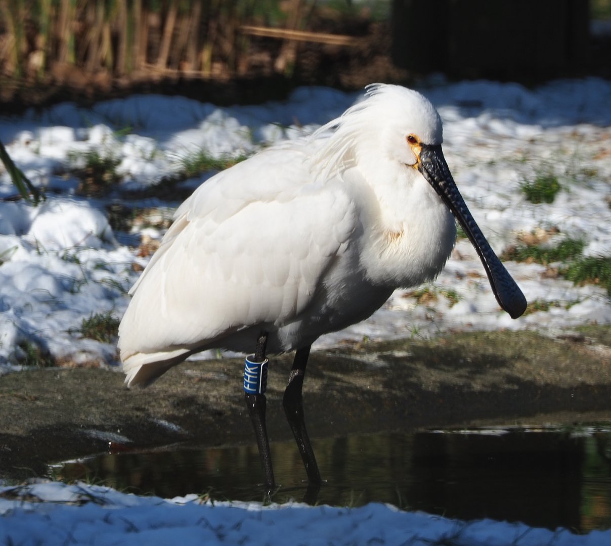 Eurasian spoonbill (Platalea leucorodia), 2021-02-14
