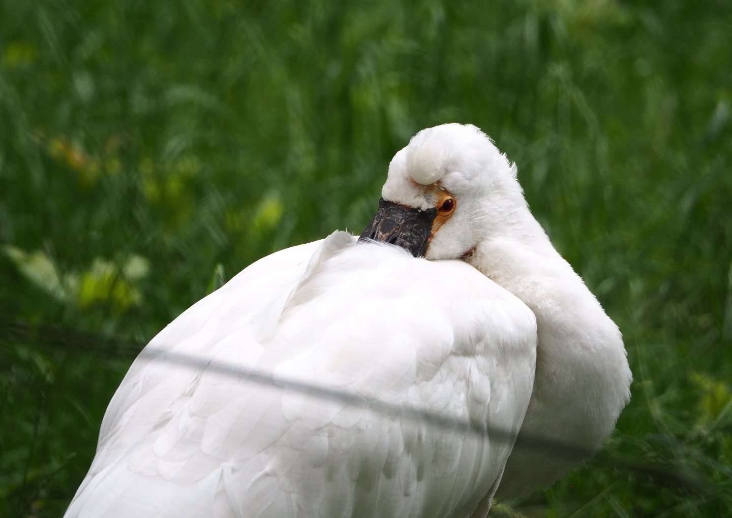 Eurasian spoonbill (Platalea leucorodia), 2021-07-03