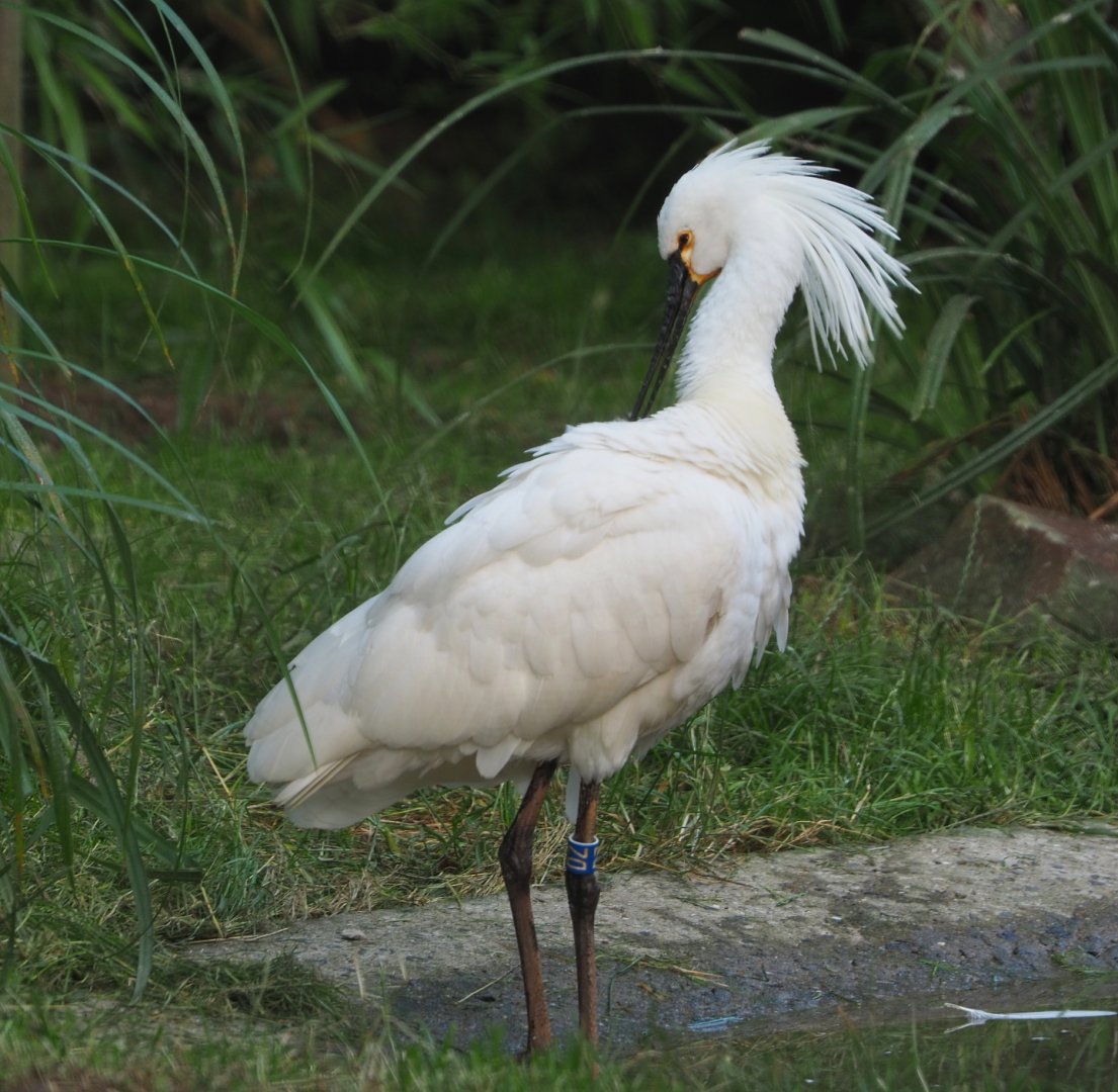 Eurasian spoonbill (Platalea leucorodia), 2021-07-20