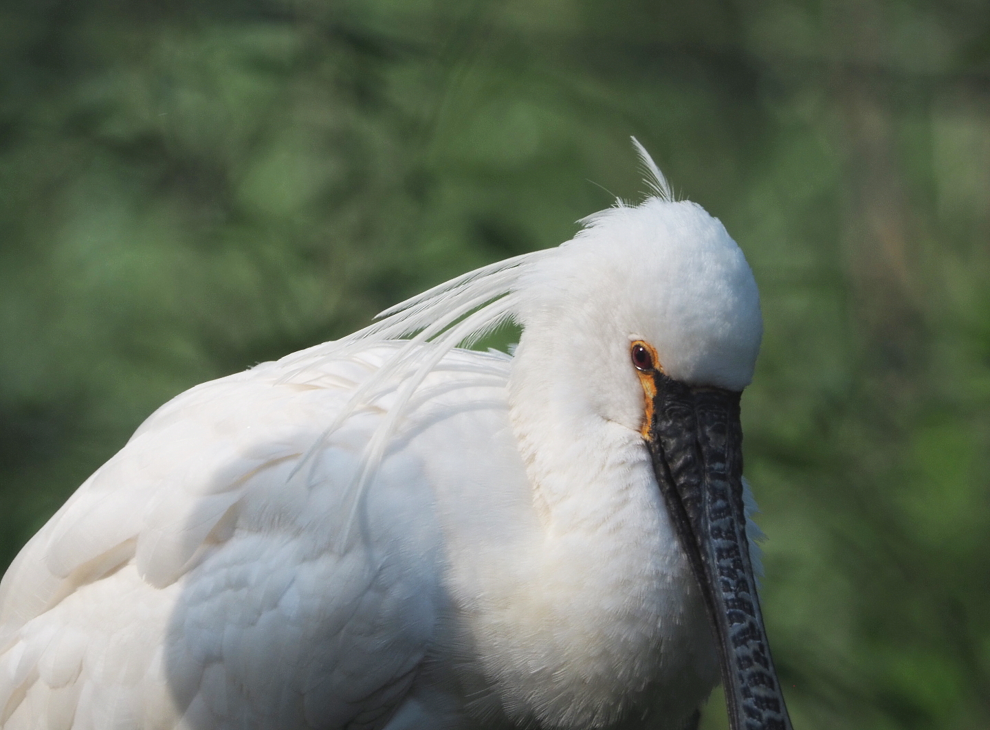 Eurasian spoonbill (Platalea leucorodia), 2021-07-20