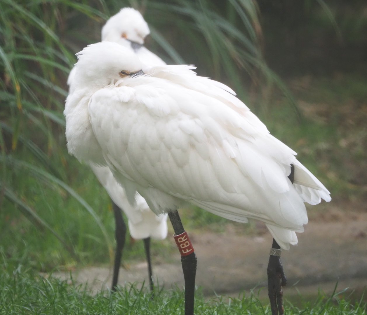 Eurasian spoonbill (Platalea leucorodia), 2021-10-10