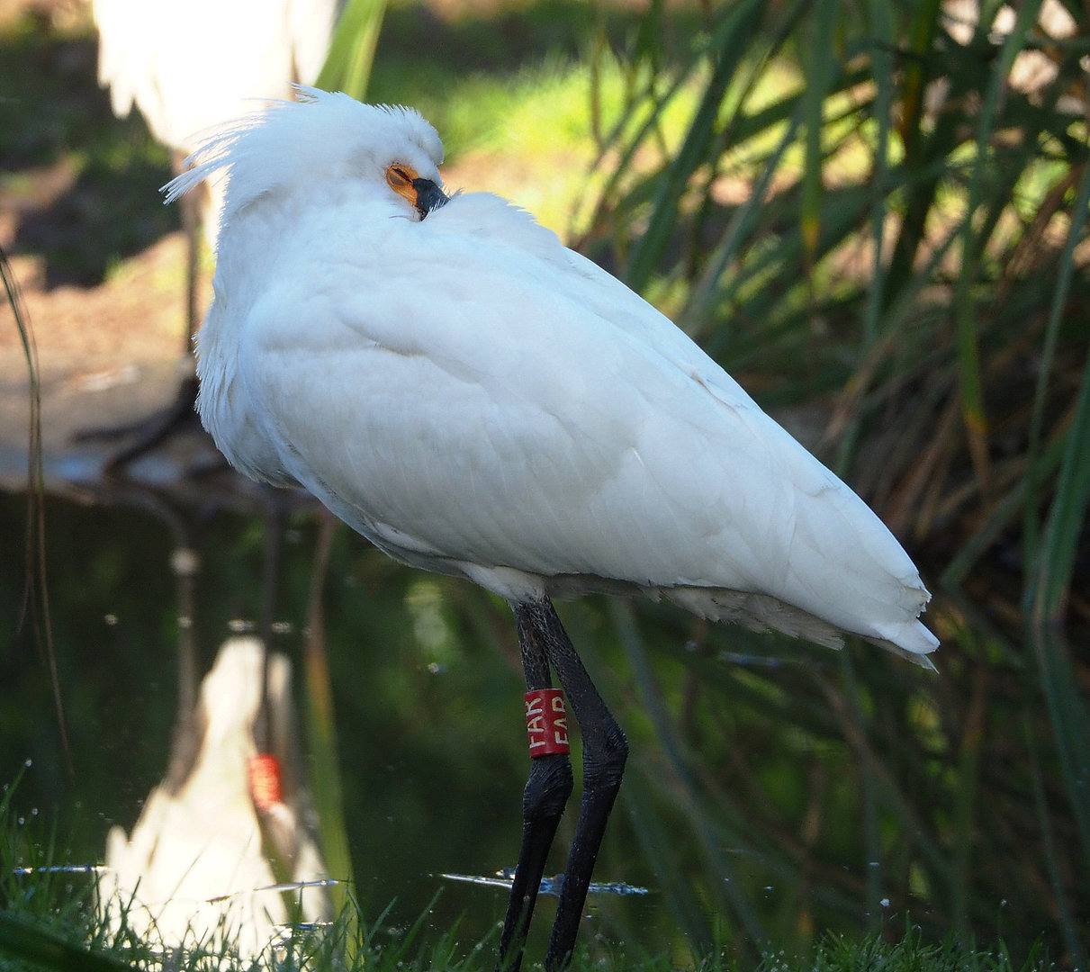 Eurasian spoonbill (Platalea leucorodia), 2022-02-12