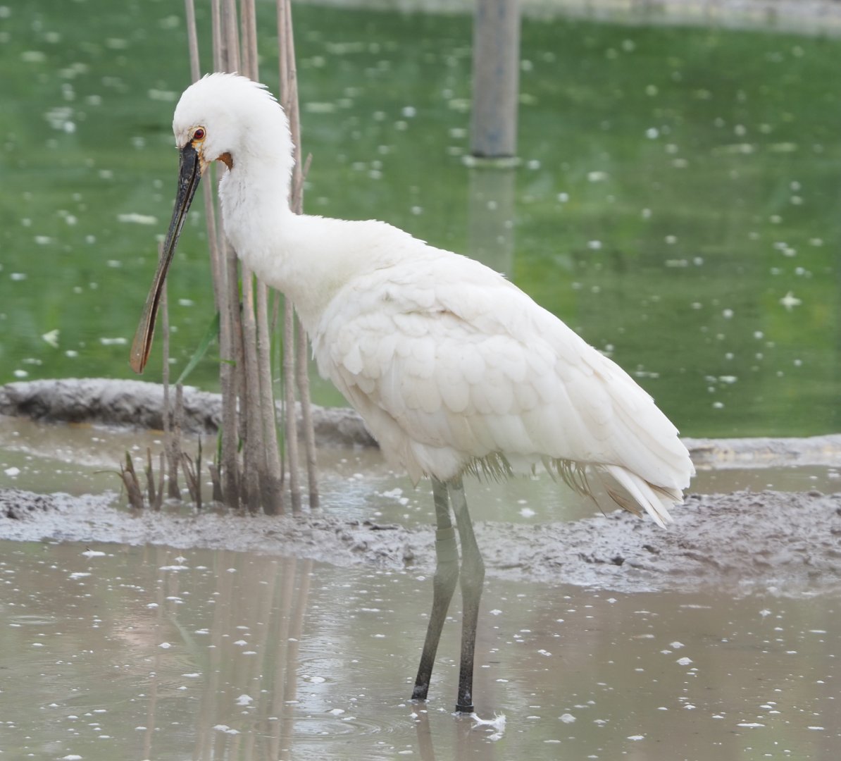 Eurasian spoonbill (Platalea leucorodia), 2022-05-17