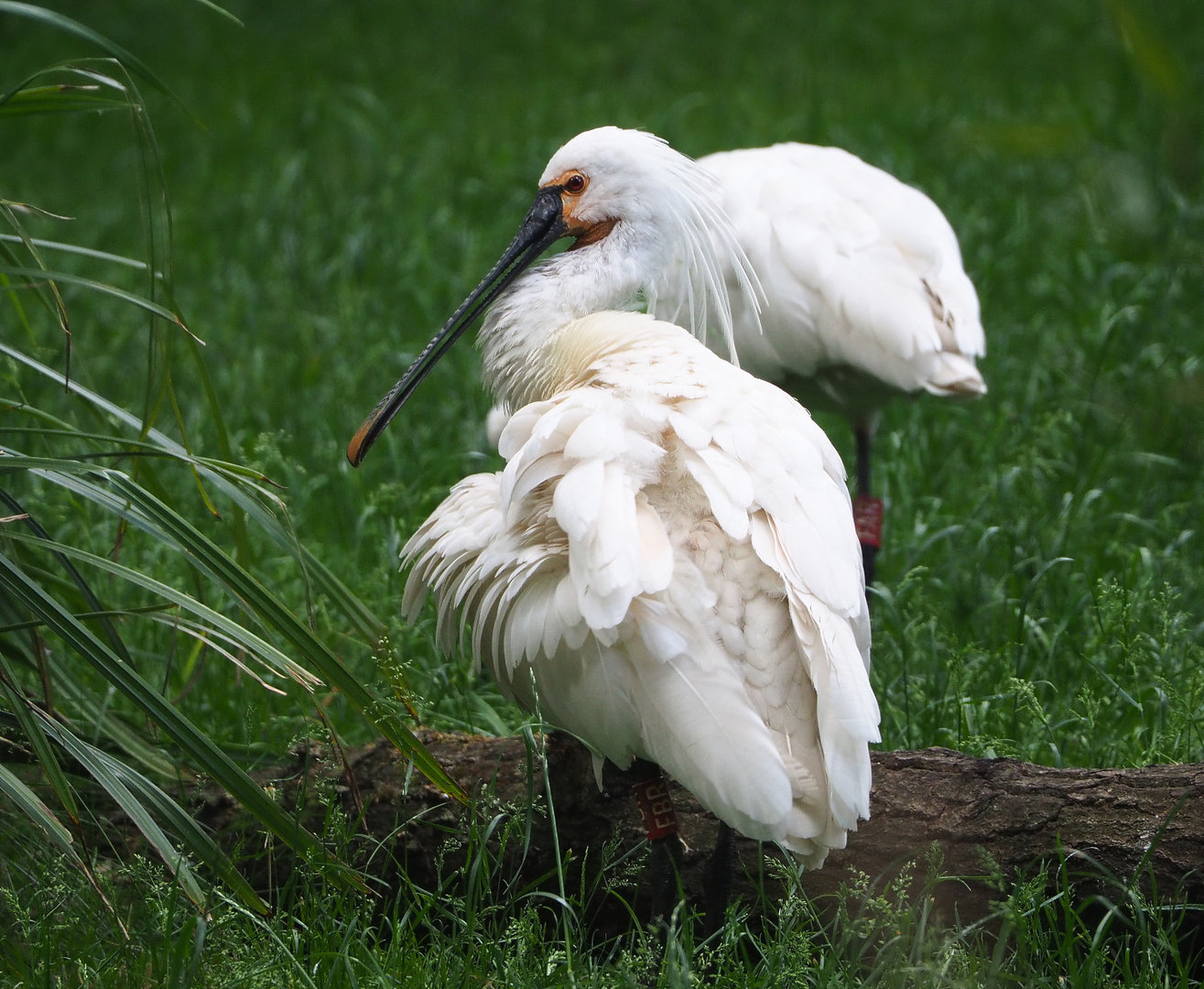 Eurasian spoonbill (Platalea leucorodia), 2022-05-28