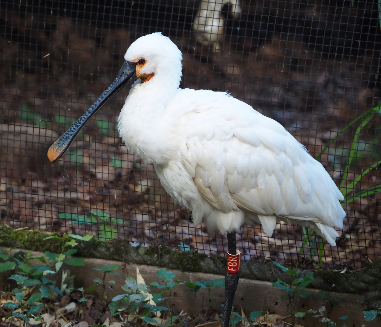 Eurasian Spoonbill (Platalea leucorodia), 2022-07-03