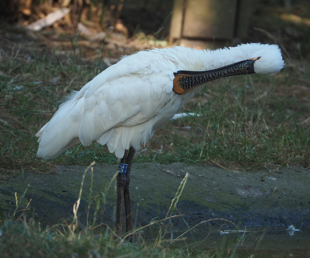 Eurasian Spoonbill (Platalea leucorodia), 2022-08-07