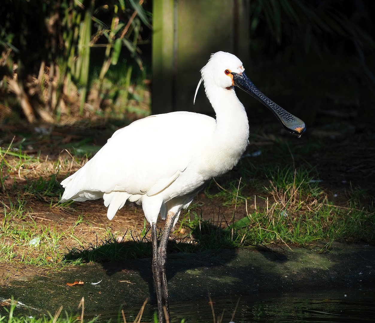 Eurasian spoonbill (Platalea leucorodia), 2022-09-12