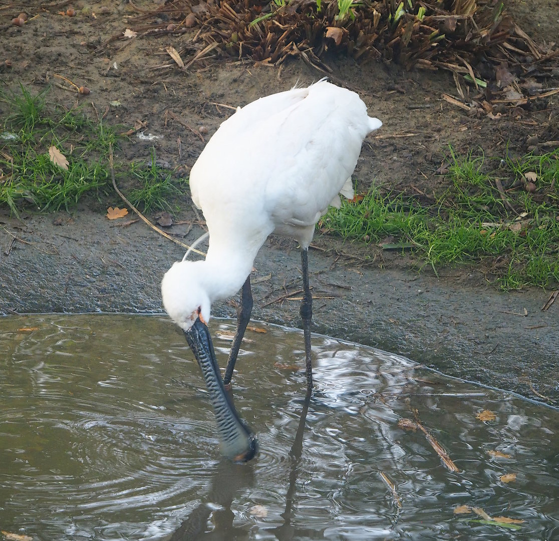 Eurasian spoonbill (Platalea leucorodia), 2022-10-19