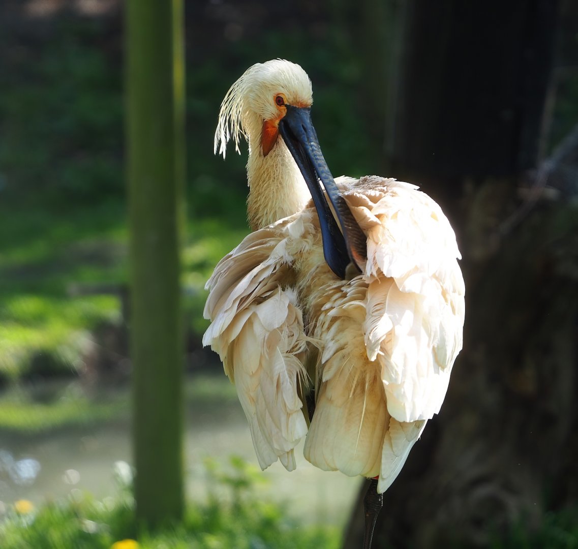 Eurasian Spoonbill (Platalea leucorodia), 2023-04-30